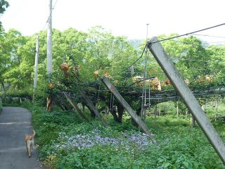 草生栽培法-1